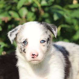 Adrien - Blue merle male Border Collie puppy in Tiskilwa, Illinois from First Harmony Farms
