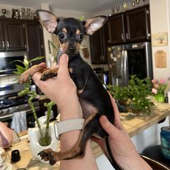 Daisy - Black and tan female Russian Toy puppy in Citrus Heights, California from Domik of love
