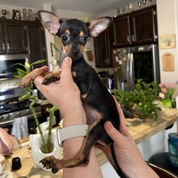 Daisy - Black and tan female Russian Toy puppy in Citrus Heights, California from Domik of love