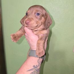Godiva - Chocolate and tan female Dachshund puppy in Great Falls, Montana from Green Dragon Kennel