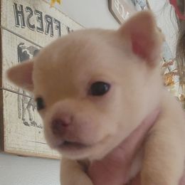Harlie - Gold male Chihuahua puppy in Tremonten, Utah from Qu-Te's Chihuahuas