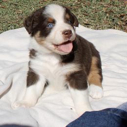 Twizzler - Red tri-color female Australian Shepherd puppy in Laurel, Mississippi from Reeves Australian Shepherds