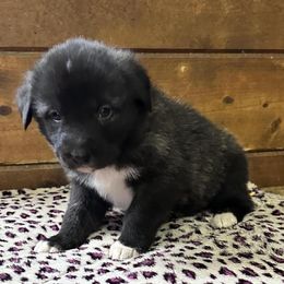 Anatolian Shepherd Dogs from Fox Fire Farm