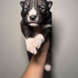 Kris Kringle - Agouti and white male Siberian Husky puppy in Tiverton, Rhode Island from Mount Hope Siberians