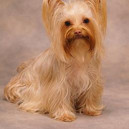 Yorkshire Terrier Puppies from Yorkies By Cheri