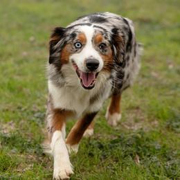 Armani - Miniature Australian Shepherd
