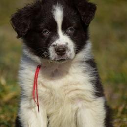 Red girl - Red & white female Australian Shepherd puppy in Clarkrange, Tennessee from Vom Wolff