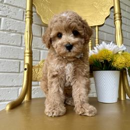 Goldendoodle and Poodle Puppies from Deerly Poodles