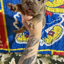 Bubba - Lilac tri-color male Bulldog puppy in Topeka, Kansas from Midwest Monster Made Bulldogs