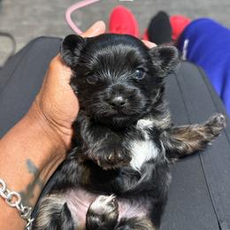 LKN060726-KBM - Black and gold male Yorkshire Terrier puppy in Gatesville, Texas from KontryKritterz Yorkies