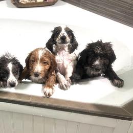Aussiedoodles from Howdilly Doodley
