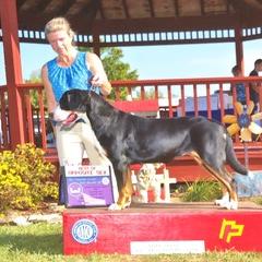 Greater Swiss Mountain Dog Puppies from Simply Swissies