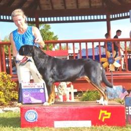 Greater Swiss Mountain Dog Puppies from Simply Swissies