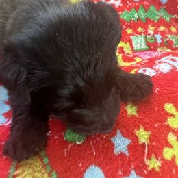 Spice - Black male Scottish Terrier puppy in Goodrich, Texas from Landrum Scottish Terriers
