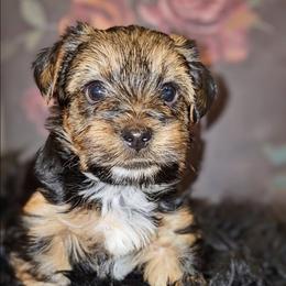Odin - Black and tan male Yorkshire Terrier puppy in Vancouver, Washington from Yorkastle Kennels