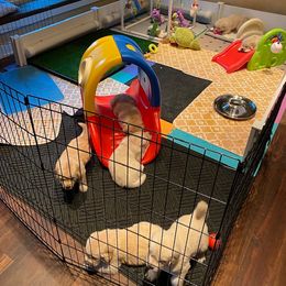 Golden Retriever Puppies from EP's Golden Retrievers