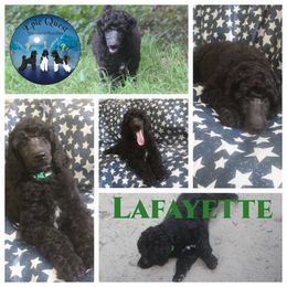 Lafayette - Black Poodle puppy in Petersburg, Virginia from Epic Quest Standard Poodles