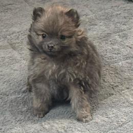 Orange - Wolf sable female Pomeranian puppy in Apollo Beach, Florida from Sherlock’s Poms