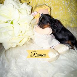 Romeo - Black and tan male Cavalier King Charles Spaniel puppy in Broken Arrow, Oklahoma from Cavalier King Charles Heartland
