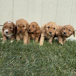 Bernedoodle Puppies from Katelyn Aubin