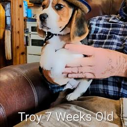 Troy (Rowan) - Black tan and white male Beagle puppy in Jerome, Missouri from Beam's Beagles