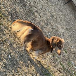 Vladimir - Dachshund