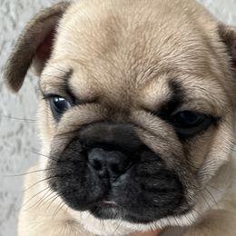 Brussel - French Bulldog puppy in Tampa, Florida from Triple F Frenchies