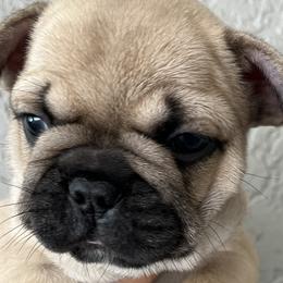 Brussel - French Bulldog puppy in Tampa, Florida from Triple F Frenchies