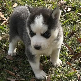 Nicky - Black and white female Siberian Husky puppy in Summerville, South Carolina from Carolina Husky Lodge