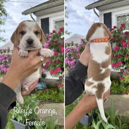 Girl 4 - female Beagle puppy in Brownsville, Oregon from Beagles on the Run