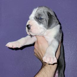 Asami - Mantle female Great Dane puppy in Pollock, Louisiana from Danes Done Right