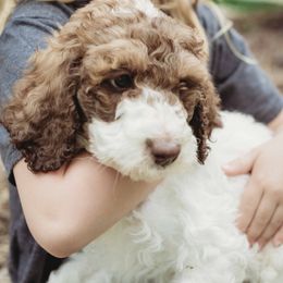 Goldendoodle Puppies from McDoodle Clam