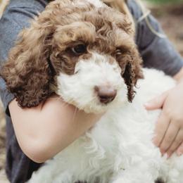 Goldendoodle Puppies from McDoodle Clam