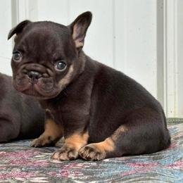 Mulder - Tricolors male French Bulldog puppy in Almo, Kentucky from Busy Bee French Bulldogs