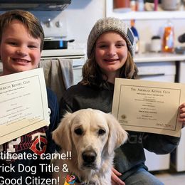 Goldendoodle and Golden Retriever Puppies from Goldens and Doodles of MN