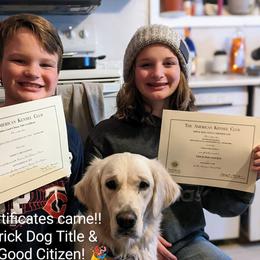 Goldendoodle and Golden Retriever Puppies from Goldens and Doodles of MN
