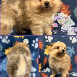 Green - Chocolate merle female Pomeranian puppy in Terre Haute, Indiana from Divine Inspired Poms