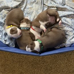 Boston Terrier puppies from KnucklezKids