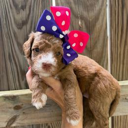 Poppi - Red  female Goldendoodle puppy in Macon County, North Carolina from Mountain Doodles