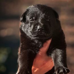 Freddy (Green Collar) - Black male German Shepherd puppy in Chattanooga, Tennessee from Lucianhaus