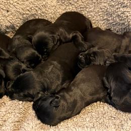 Boy 3 - Black male Giant Schnauzer puppy in Bois D’arc, Missouri from Down Low Kennels