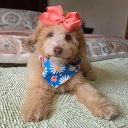 Juliet - Cream female Poodle puppy in Buffalo, Illinois from Pear Tree Pups