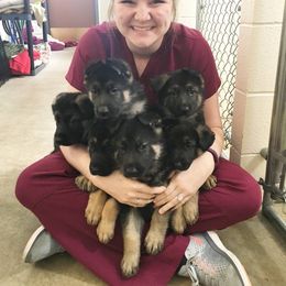 German Shepherd Puppies from Dawnhill