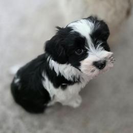 Boy 1 - Black and white male Havanese puppy in Springville, California from Juniper Grove Havanese