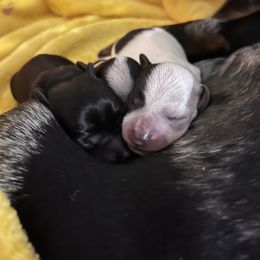 Dachshund Puppies from Whispering Willow Dachshunds