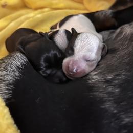 Dachshund Puppies from Whispering Willow Dachshunds