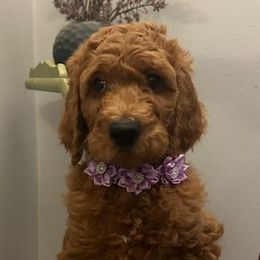 Girl 2 - Red  Poodle puppy in Columbus, Ohio from VanPoodles