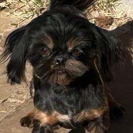 Huxley - Shih Tzu