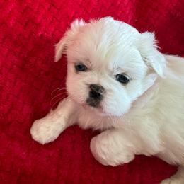 Ernie - White male Pekingese puppy in Mabank, Texas from Peke Lovers of Texas