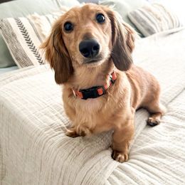 Phil - Dachshund